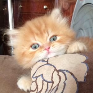 Meet your Posher, Mariam